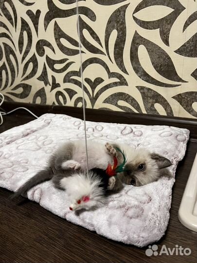 Котёнок девочка невской маскарадной-сиамской