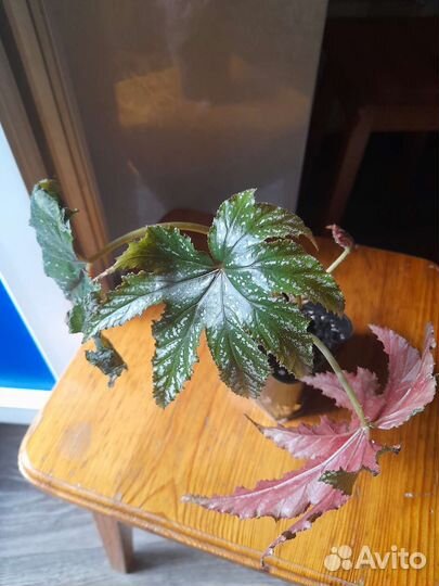 Бегония Грифон в горшке 2 отростка