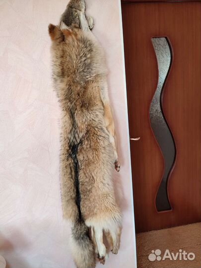 Шкура волка чулком