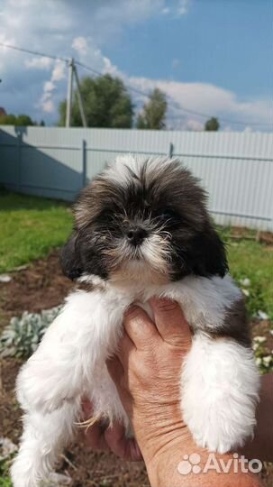 Ши-тцу щенки