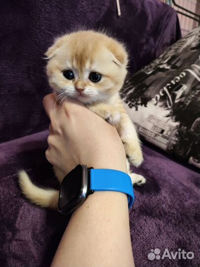 Золотые котята