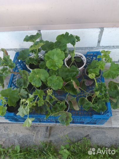 Пеларгония герань саженцы сортовые