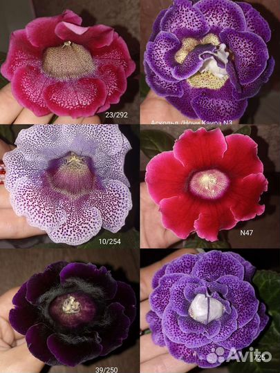 Глоксинии клубни