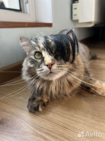 Кошечка по имени Скрипка ищет любящую семью