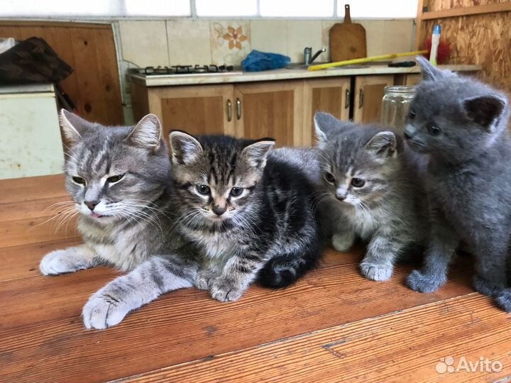 Отдам котенка в добрые руки