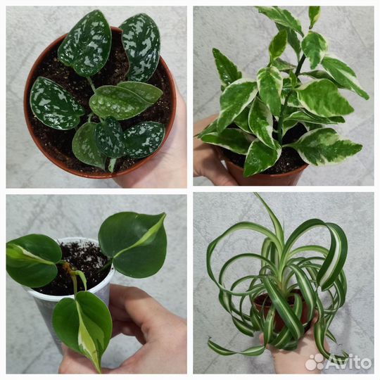 Сциндапсус, эпипремнум, фил и др