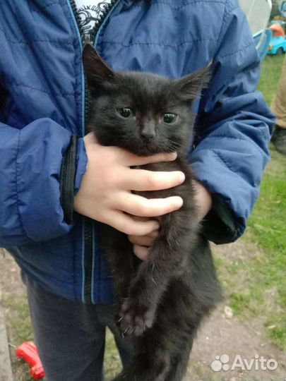 Русская голубая