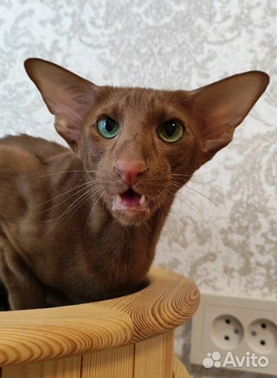 Ориентальная кошка