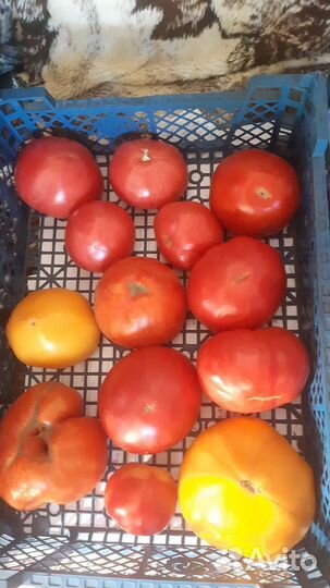 Семена чеснока