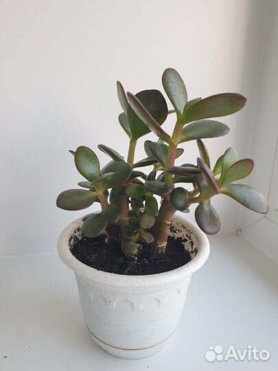 Крассула толстянка