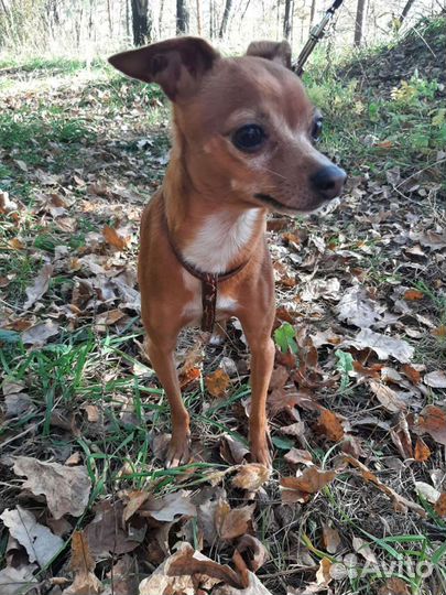 Той Терьер для вязки