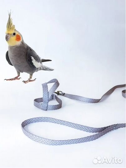 Шлейка/поводок для попугая/птицы