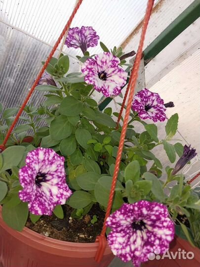 Вегетативная петуния, бакопа, каллизия