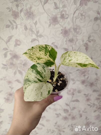 Комнатные растения (цветы)