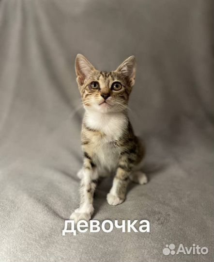 Отдам котят в добрые руки