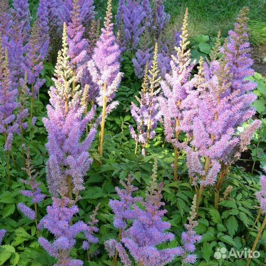 Астильба, вероники