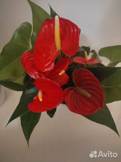 Антуриум Кентукки