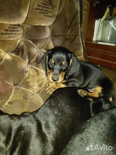 Щенки таксы