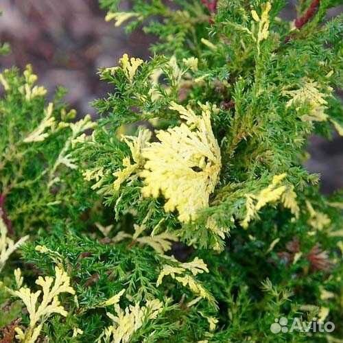 Кипарисовик тупой (Chamaecyparis obtusa)