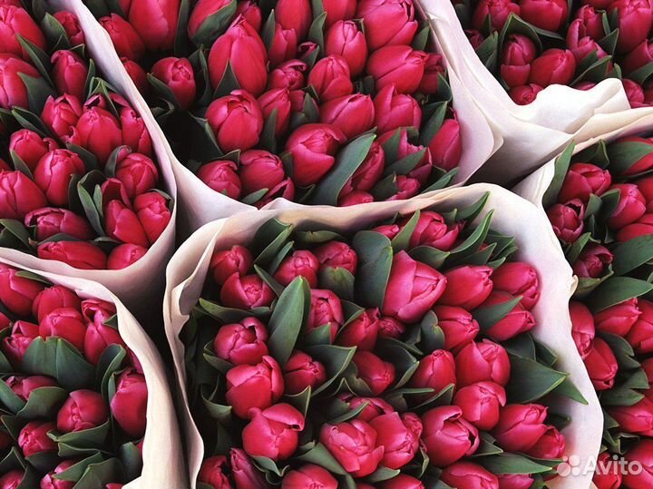Тюльпаны. Розница. Оптом. Предзаказ