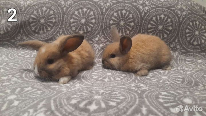 Мини карликовый кролик