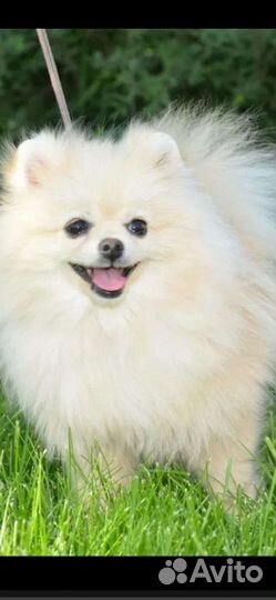 Шпиц девочка