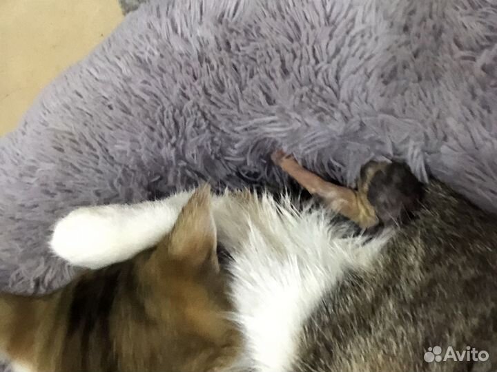 Котята В добрые руки бесплатно