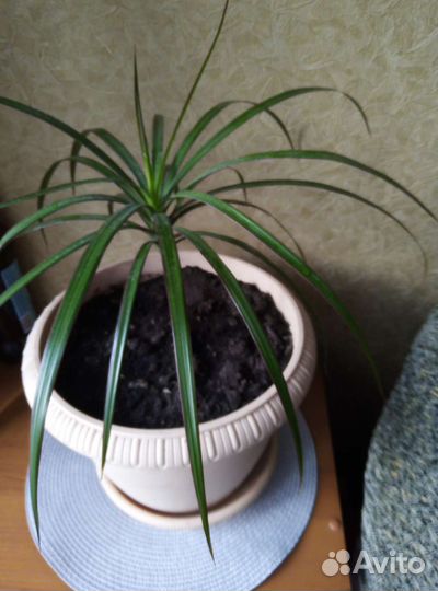 Драцена, сансевьера, долларовое дерево