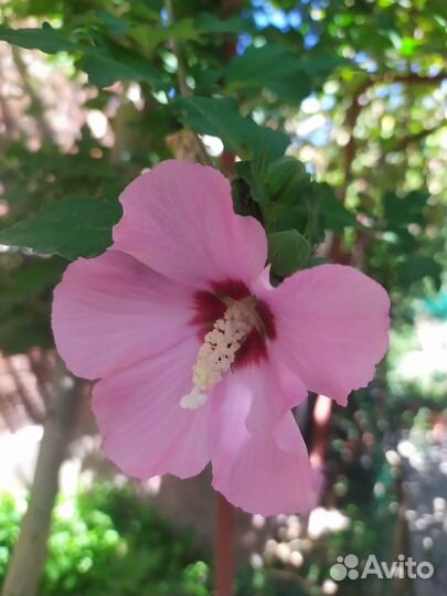 Семена шалфея,корень ворсянки,гибискусы