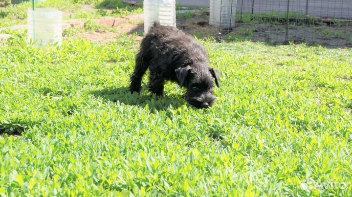 Окрас черный Щен