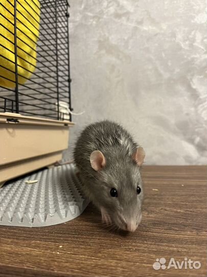 Крыса с клеткой бесплатно
