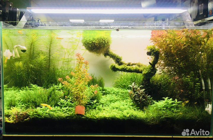 Запуск, дизайн, обслуживание аквариумов