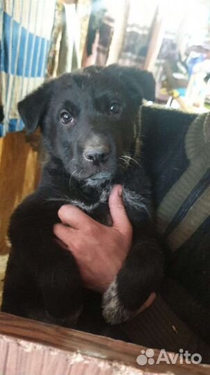 Щенок в добрые руки бесплатно