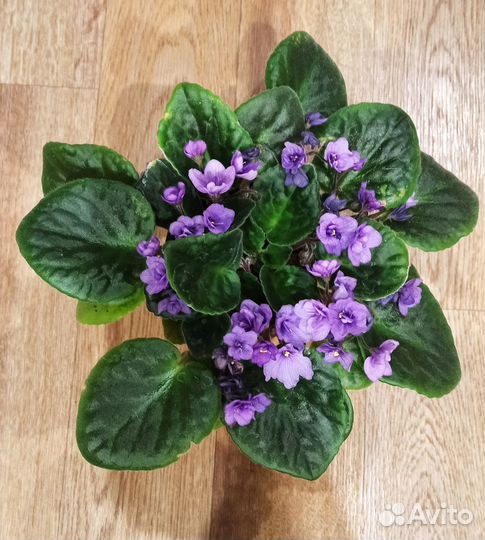 Цветущие фиалки