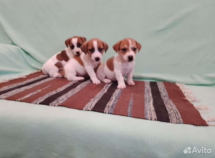 Милые малютки