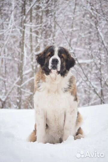 Щенки Московской сторожевой