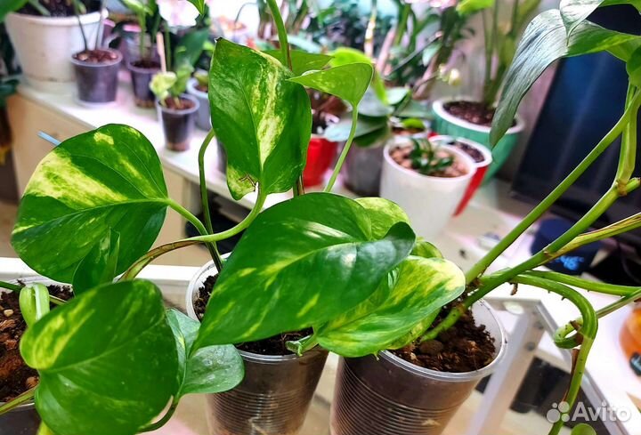 Эпипремниум Ауреум