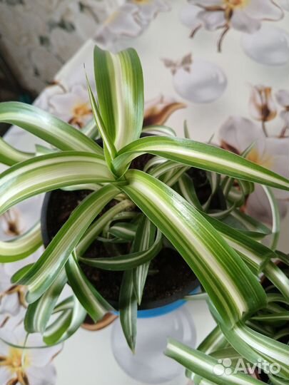 Хлорофитум кудрявый