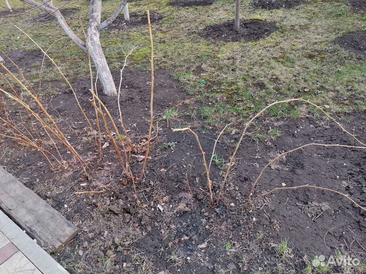 Малина жёлтая, красная ремонтантная саженцы