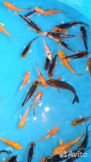 Малёк карпа кои