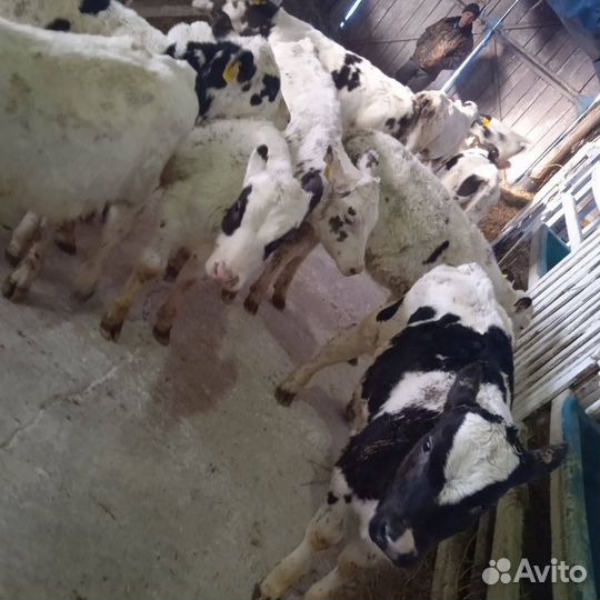 Телята крс, Бычки и Телки