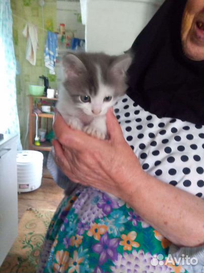 Котята отдам бесплатно
