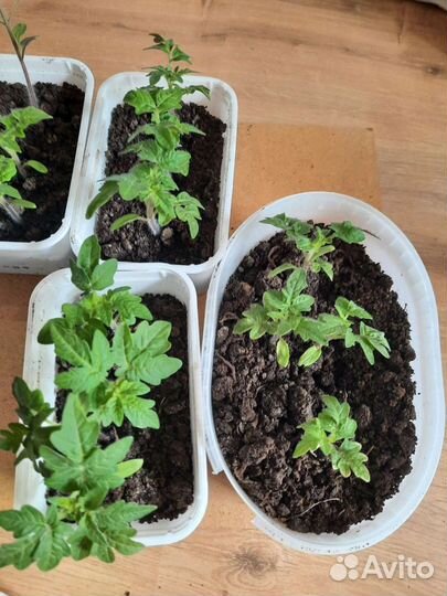 Рассада балконных помидор