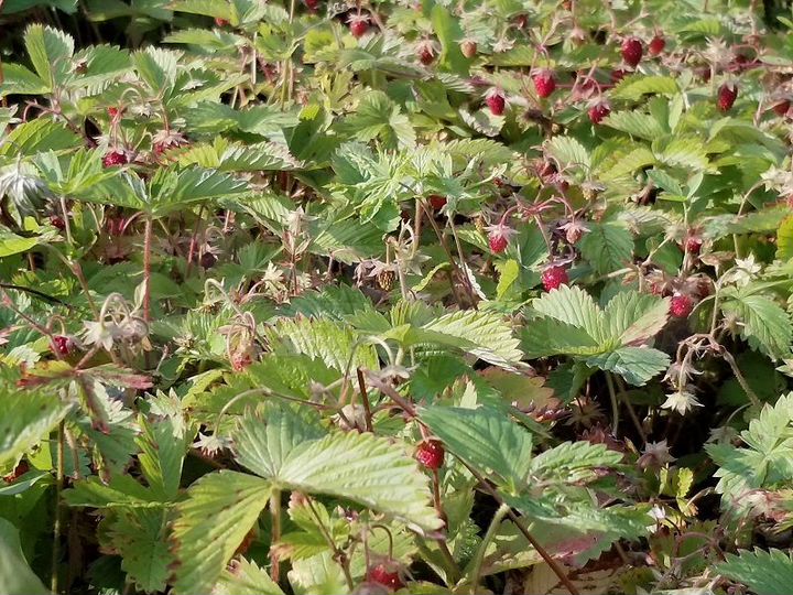 Дача 12 м² на участке 13 сот.