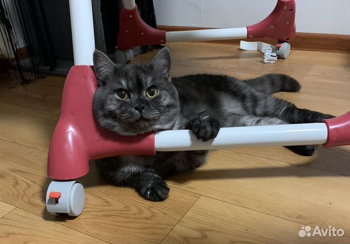 Шотландский кот вязка