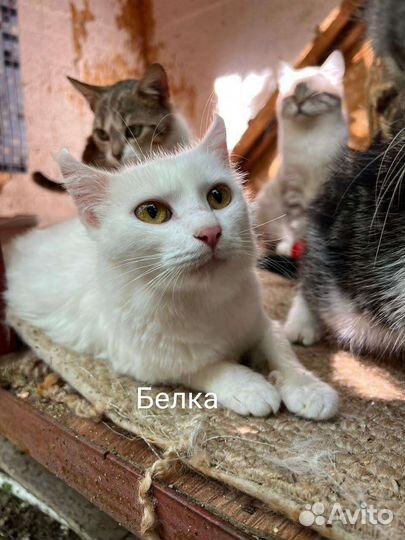 Котята и взрослые котики ищут дом