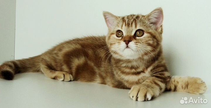 Маленькая леди