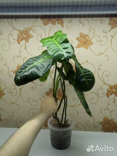Филодендрон 10 сортов