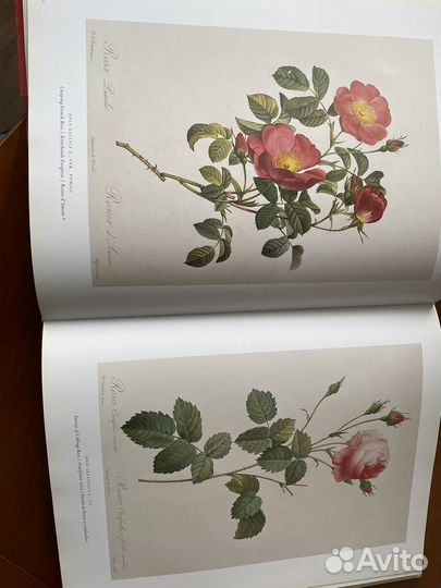 The roses альбом