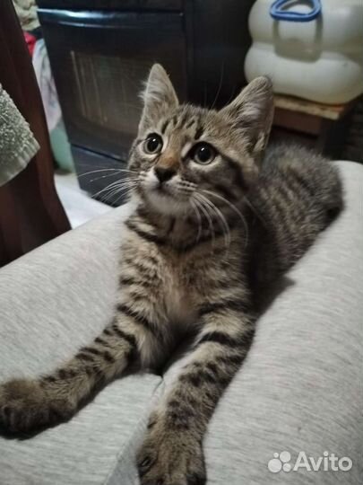 Британские котята